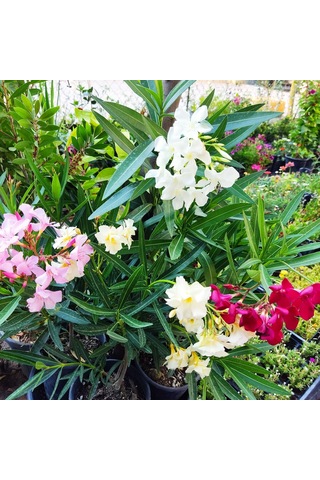 Zakkum Çiçeği Nerium Oleander - Renkli Ve Dayanıklı Çiçekli Bitki