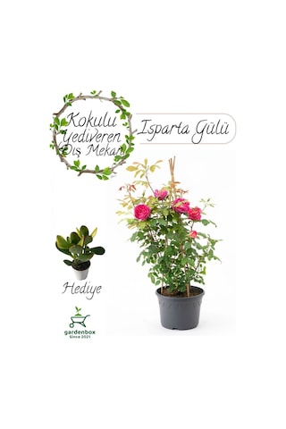 Kokulu Reçellik Iparta Gülü Fidanı 1 Adet Saksılı 30-60cm+ Para Çiçeği