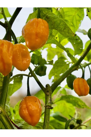 Habanero Lemon Pepper / 350.000 Scoville - Gerçek Taze Acı Biber