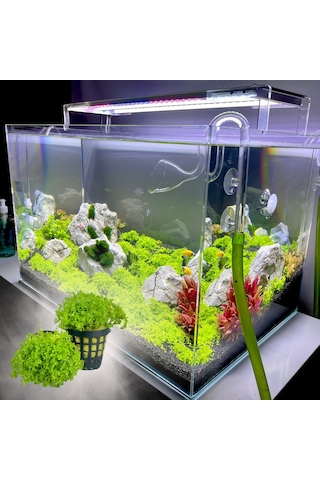 Woof Akvaryum Michrantemum Monte Carlo Akvaryum Zemin Bitkisi