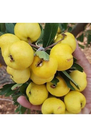 İri Meyveli Aşılı Sarı BELEN Alıç Fidanı, Tüplü