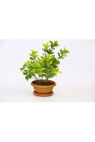 Bonsai Euonymus Japonica Aurea Ev Ofis Bitkisi