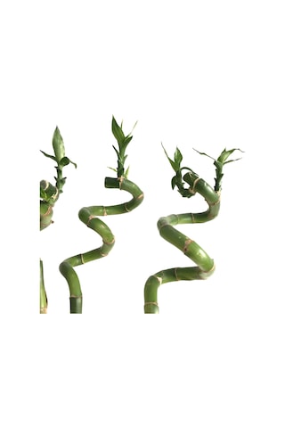 Lucky Bamboo (Şans Bambusu) (5 Adet)