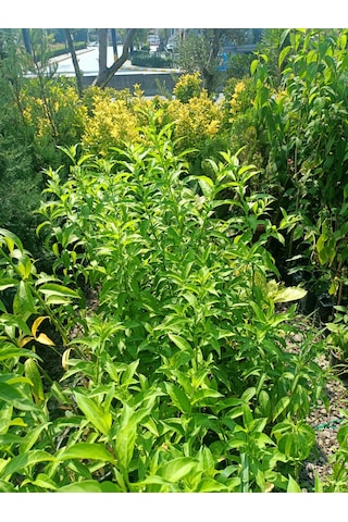 Melisa Akşam Sefası Fidanı 30-50 Cm