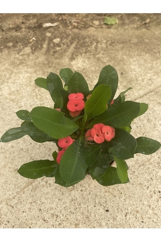 Videolu Milli Dikenler Tacı Kırmızı Çiçekli 15 45 Cm Saksılı Kaktüs Euphorbia