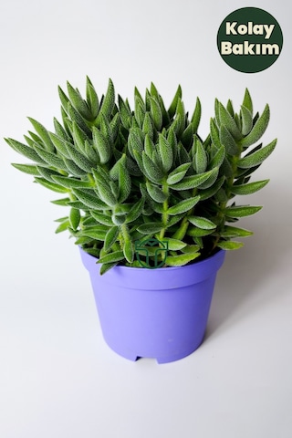 Crassula Jade Mesembryanthemoides kolay bakım sukulent 8.5 cm saksıda
