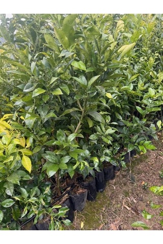 3 Yaş Yafa Portakal Boy 150-170 Cm