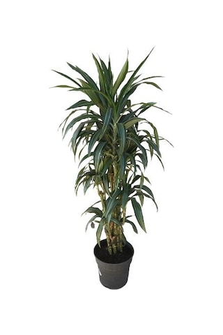 Dracena Warneckii