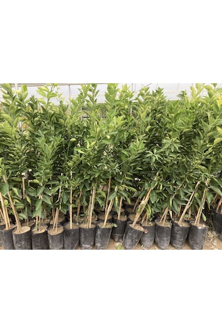 Tüplü Dekopon Mandalina Fidanı
