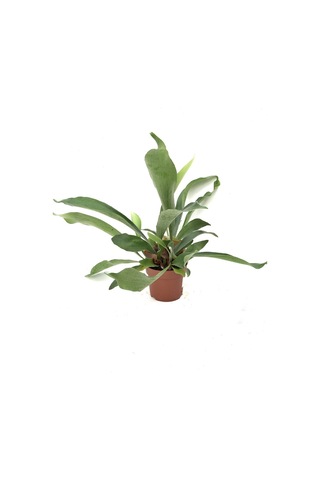 Platycerium Bifurcatum - Geyikboynuzu 2093