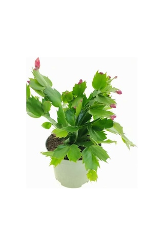 Pembe Renk Yılbaşı Çiçeği Schlumbergera Truncata 1 Adet Saksılı 10-15cm