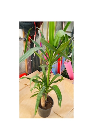Yucca Çiçeği Canlı Bitki Yucca Çiçeği Canlı Bitki