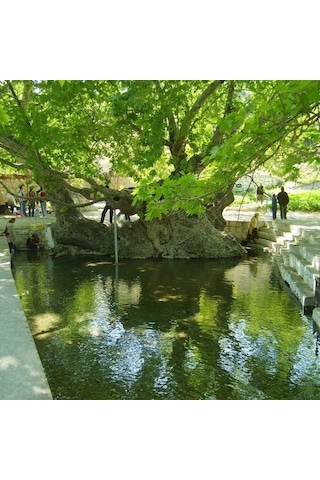 Tüplü Çınar Ağacı platanus Orientalis Fidanı