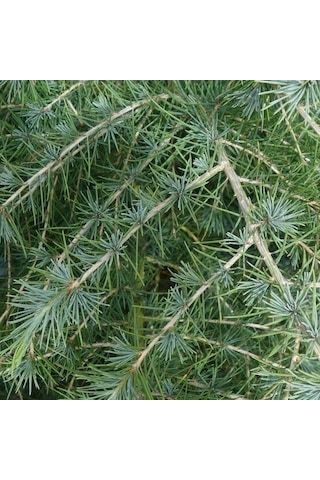 Bahçeniz İçin Himalaya Sedir Fidanı - Zarif Ve Güçlü 40-50 Cm