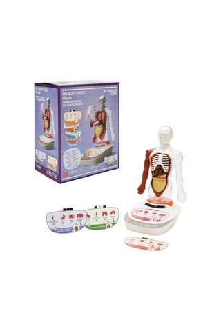 S00005280 Bilim Set İnsan Vücudu Modeli 23prç -sun