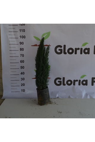 2 Yaş Elvudi Çamı, Chamaecyparis Lawsoniana 70-100 cm