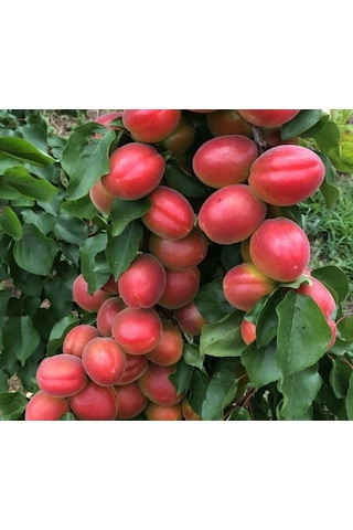 Tüplü Çok İri Meyveli Aldeniz Perfect Red Kayısı Fidanı