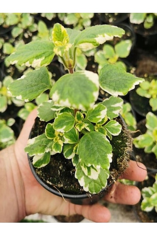 Çok Avantajlı Alacalı Benjamin Çiçeği Kokulu Bitki 1 Adet Saksılı Plectranthus Forsteri 10-20cm