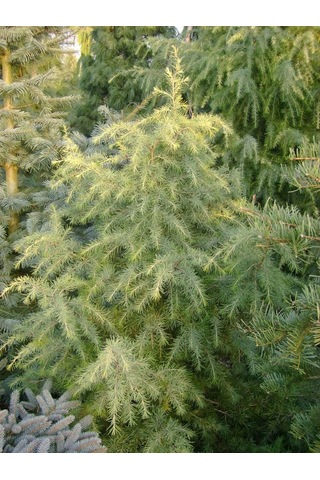 Himalaya Sedir Fidanı 2 Yaşında Tüplü