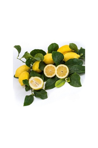 İri Meyveli Uzun Zagara Bianca Limon Fidanı