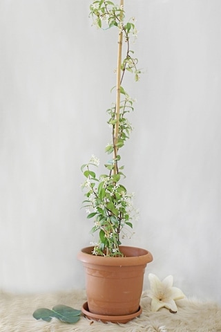 Arap Yasemin Arap 80 100 Cm 1 Adet Saksılı Dış Mekan Ve Dekarasyon Bitkisi Jasminum