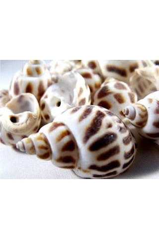 %100 NATUREL DOĞAL GERÇEK DENİZ KABUĞU 500 Gram -MMM4764