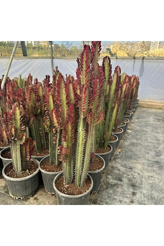 Büyük Boy Bol Dallı Euphorbia Trigona Red- Afrika Kırmızı Süt Ağacı 1 Adet