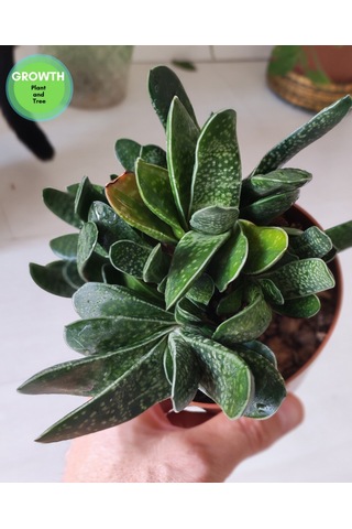 Gasteria Bicolor Sukulent 1 Adet