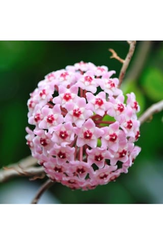 Mum Çiçeği Hoya Carnosa Fidesi Fidanı 10-20 Cm