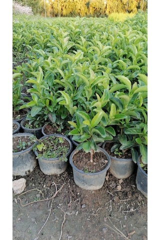 Serada Decor Plant Kartopu Viburnum Lucidum Fidanı 15-25 Cm 3 Adet Doğal Çit Duvar
