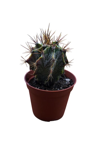 Özel Tür Astro Kaktüs Astrophytum Ornatum 8,5 Cm Lik Saksıda