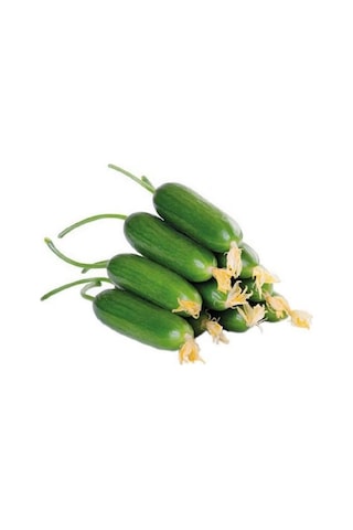 Bykurt Sunagri Çengelköy Salatalık Tohumu - 5 Gr Lezzetli, Bol Verimli