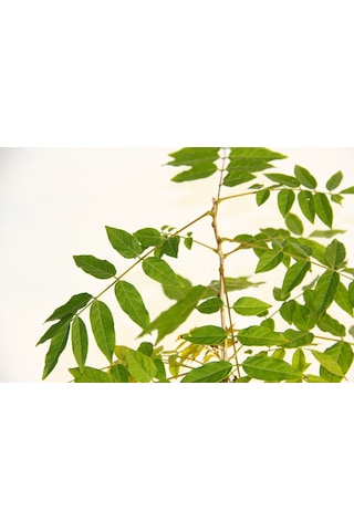 Bonsai Mor Salkım Fidanı
