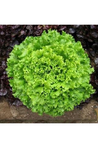 Bykurt Sunagri Kıvırcık Marul Tohumu - Gevrek Yapraklı Sıcak Toleranslı Sofralık Kalite Kıvırcık Marul Tohumu