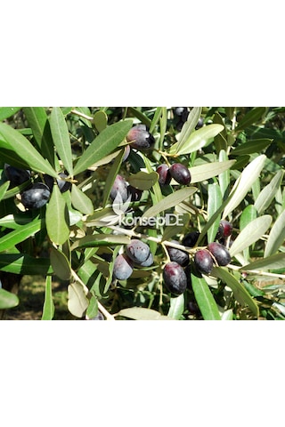 Zeytin Tirilye Gemlik Fidanı
