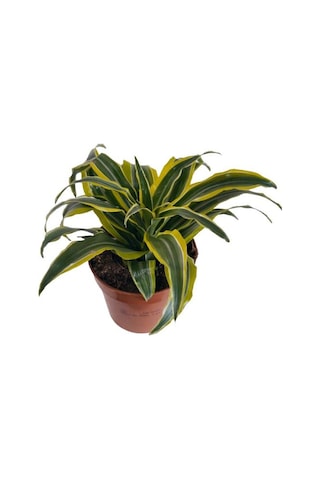 Dracaena Fragrans Lemon Lıme