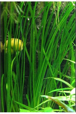 Vallisneria Nana 'Saz' Saksı Canlı Bitki