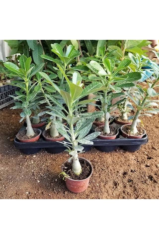 8 Adet Adenium Çöl Gülü Çiçeği Fidanı Pakedi Mix Karışık 1