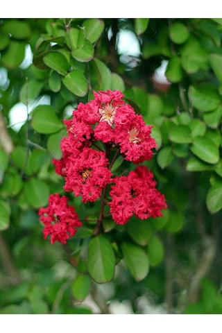 Videolu Kırmızı Oya Ağacı Fidanı 1 Adet Saksılı/ Tüplü 40-70 Cm Red Lagerstroemia Indica