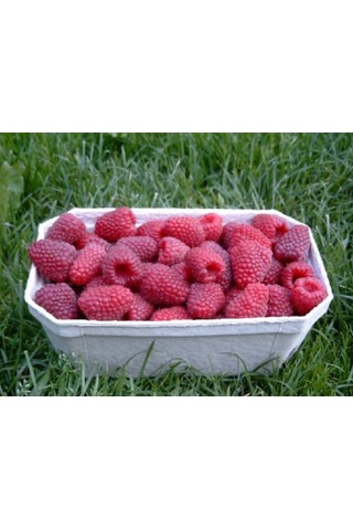 Tüplü Çok İri Meyveli Yediveren Nevada Ahududu Fidanı