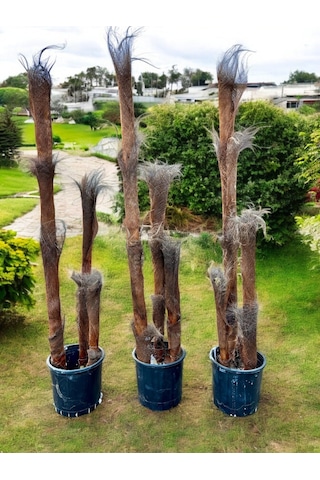 Yapraksız 130 Cm Yapay Bambu Ağaç - Doğal Görünümlü Dekoratif Bitki, İç Ve Dış Mekan Uyumlu Çok Renkli