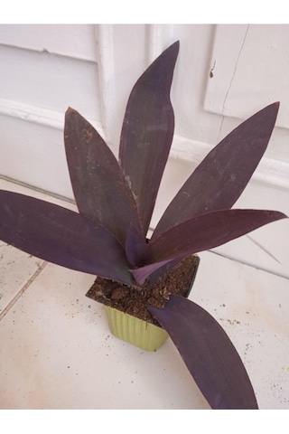 Mor Telgraf Kara Sevda Çiçeği Tradescantia 10-20 Cm