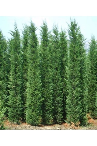 Videolu 10 Adet Leylandi Çam Fidanı Saksılı\tüplü 15-20 Cm Leyland Cypress Sapling