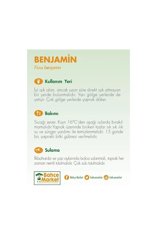 Ficus Benjamina Natasja Yeşil