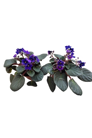 2 Adet İthal Menekşe Mor Renk