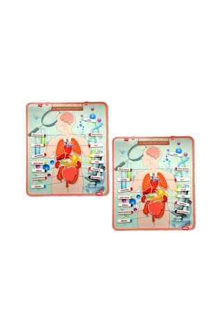 2 Set - 52 Parça Tox Iç Organlar Sistemi Keçe Duvar Panoları . Eğ