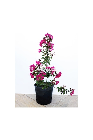 Oya Ağacı Pembe Ispanyol Leylağı. Hint Leylağı