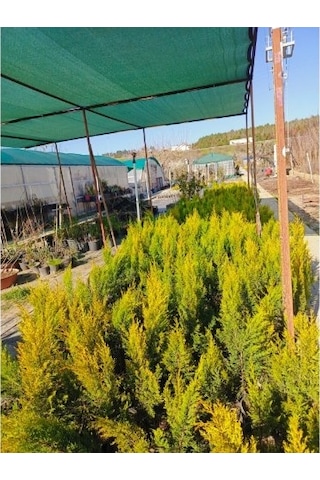 Fidan&peyzaj -limoni Servi / Limon Çamı Fidanı 40 - 50 Cm./1 Yaş