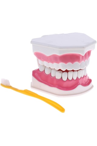 2x Büyük İnsan Ağzı Modeli Diş Fırçalı Öğretim Aleti Sabitleme-15x12x9cm 15 X Diş Sabitleme-15x12x9cm 15 X 12 X 9 Cm