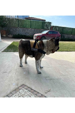 Kişiye Özel, Isimli K9 Köpek Tasması, Göğüs Tasması Camel
